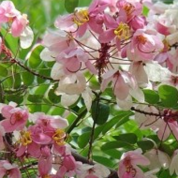 Cassia Javanica Plant - Pink Shower,  Apple Blossom Tree, Rainbow Shower Tree
